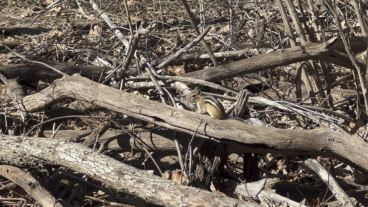 Territorial Chipmunks 🤣😂