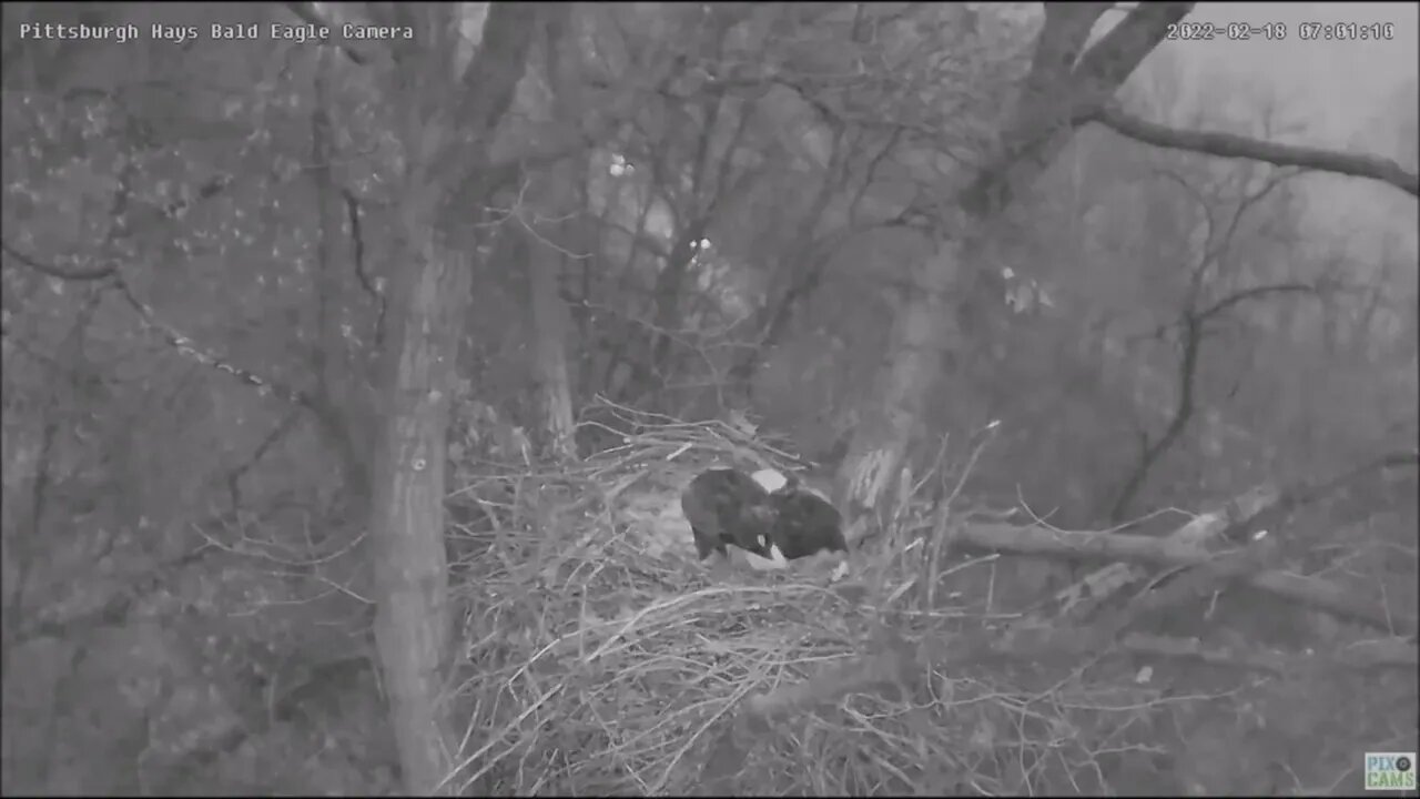 Hays Eagles Dad sees Egg #3 for first time and incubates 21822 7:01am