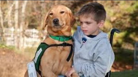 Funny doges babysitting Baby Videos