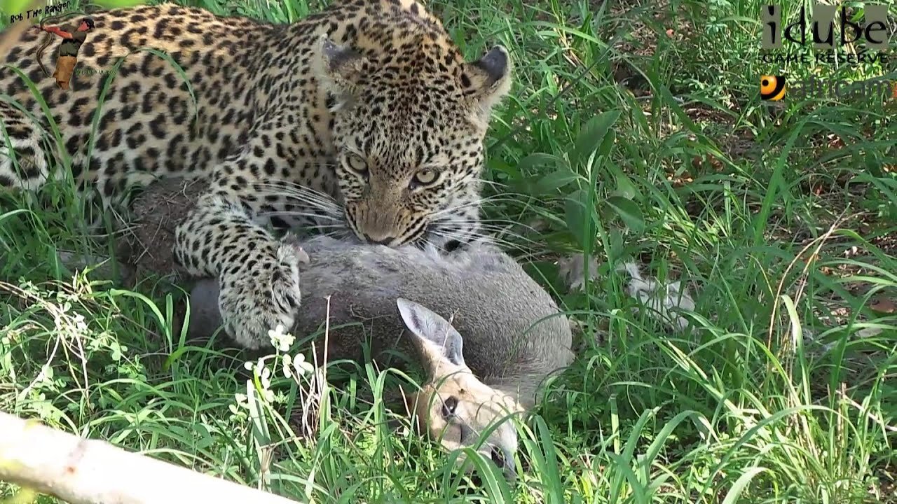 Scotia Female Leopard - Year 2, Becoming Independent - 6: Two Duiker Meals