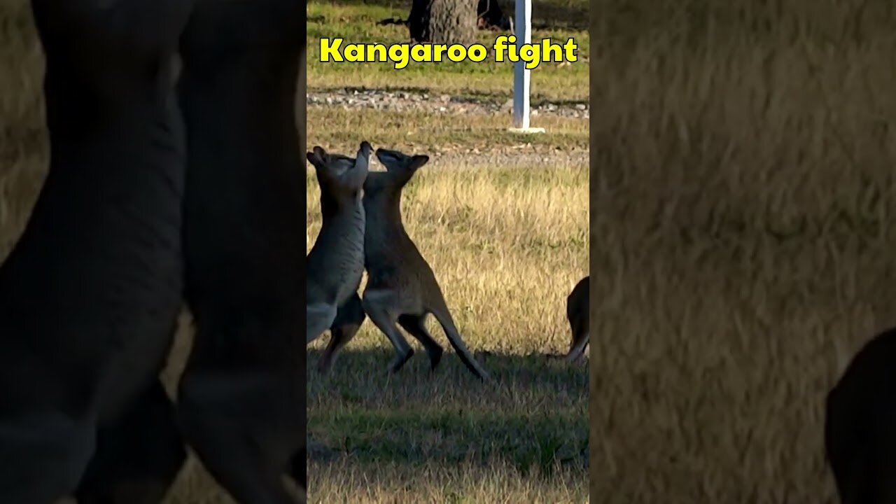 two powerful kangaroos