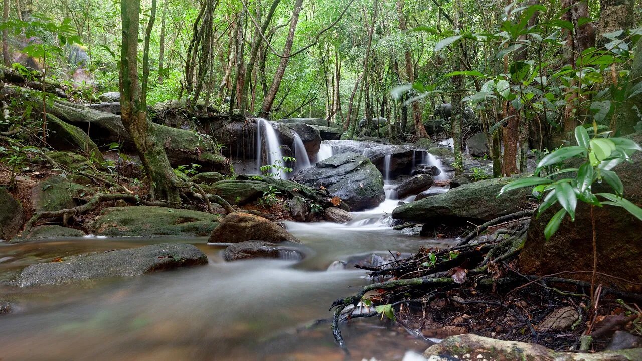 The freshness of a forest stream. The sound of a stream. For sleep. Sounds of nature.