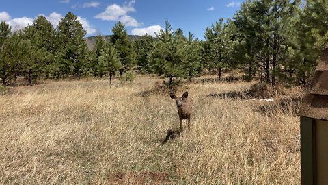 Yard deer