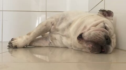 bulldog sleeping