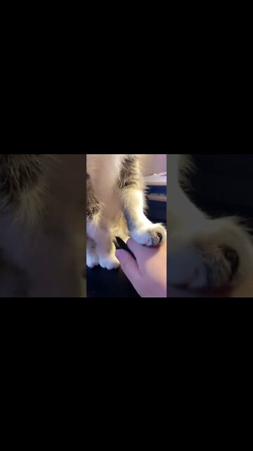 Will make you cry , Sad Love Story ..how it....#short