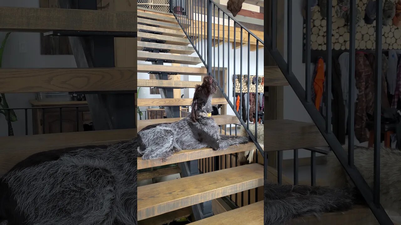 Howling Wirehaired pointing griffon