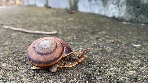 snail in jeju