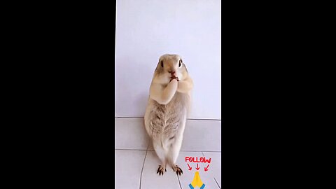 Kahe paise pe itna gurur kare hai #funny #cute #viral #fun #funnyanimals #youtubeshort #funnyvideo