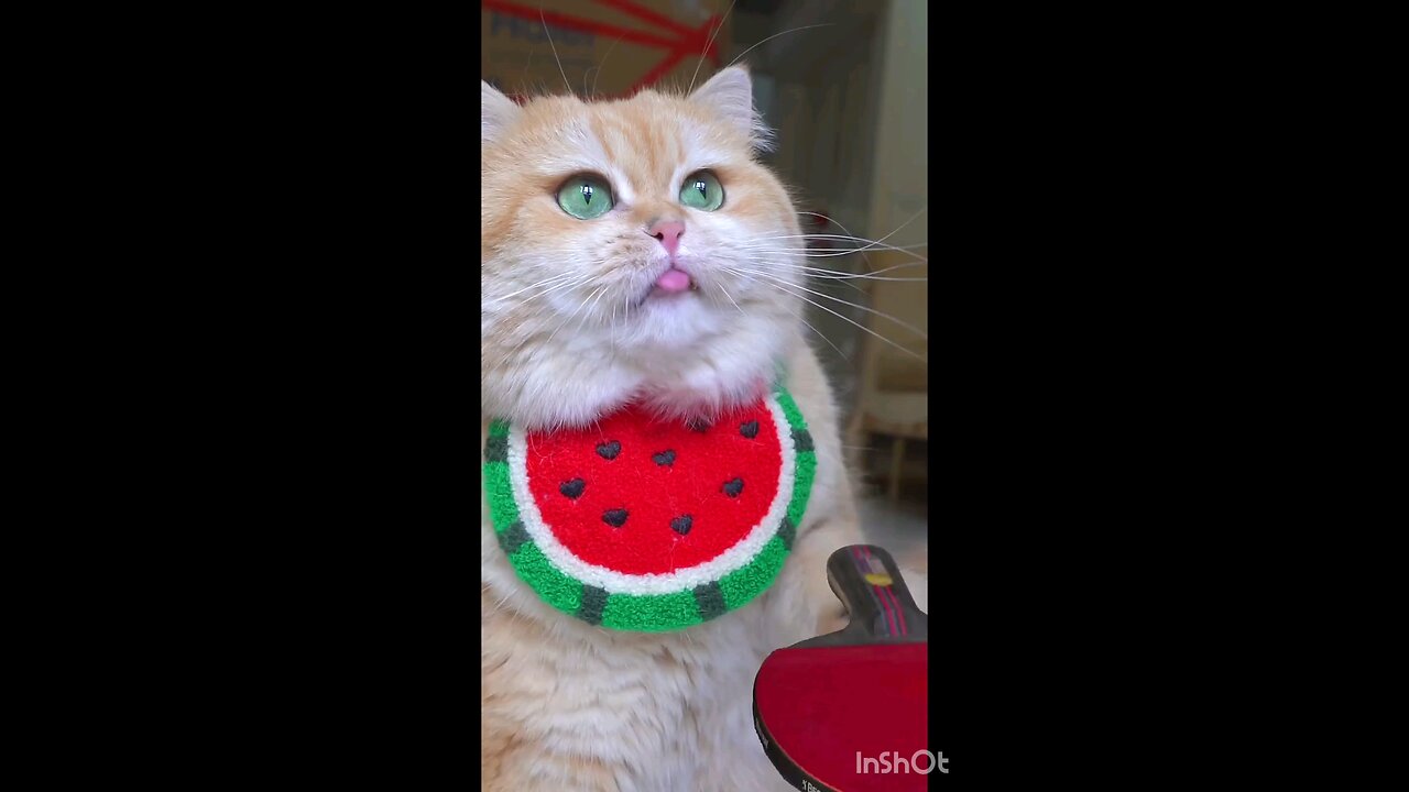 so_funny_and_cute_cat_Amazing_Video_😻😻😻