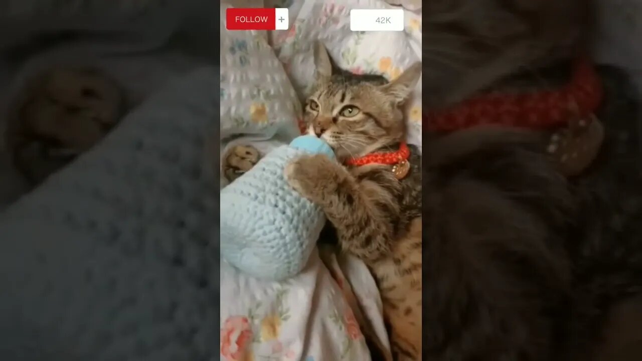 Cat Cute | Cat Funny | TikTok Vine