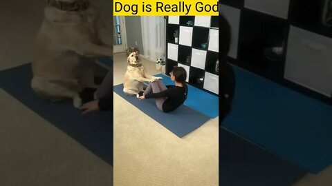 The dog is truly God. If you don't believe me, watch this video.#viral #short