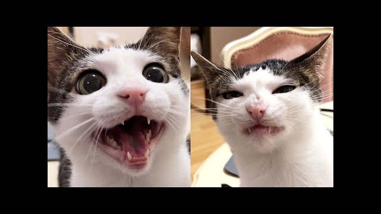 Funny Animals 😂 - Try Not To Laugh 😺😍 #4