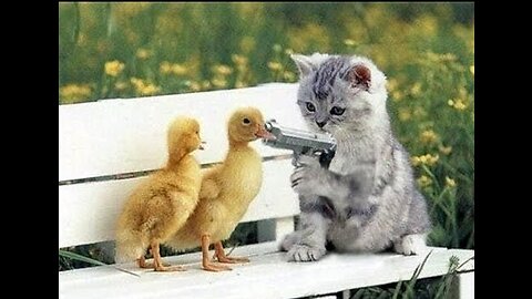 Funny Cats Clips in 30 Seconds