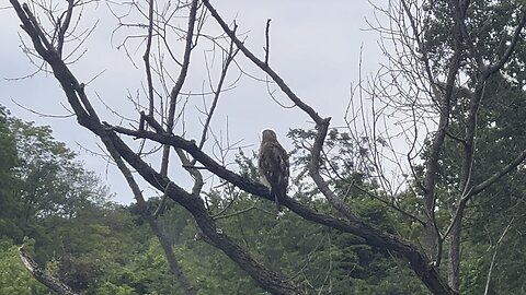 Hawk causing lots of distress to birds