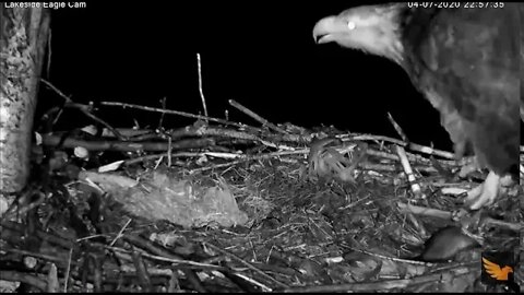 AACS Eagles First Hatch 4/7/20 10:56 pm