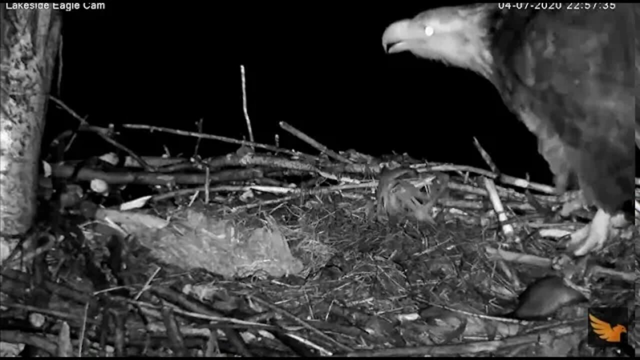 AACS Eagles First Hatch 4/7/20 10:56 pm