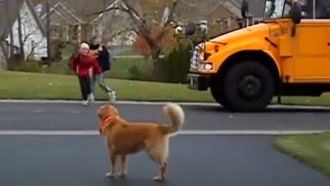 Cute Dogs Waiting And Welcoming Kids Going Home On The School - Funny Dog Videos Compilation 2021