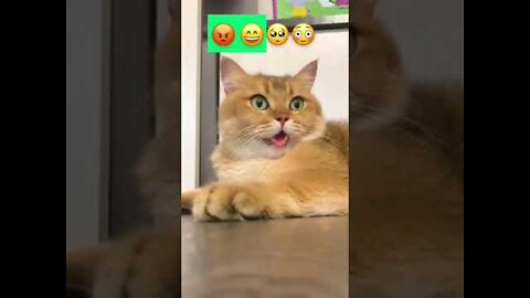 🤗 Cute funny cats video 2022