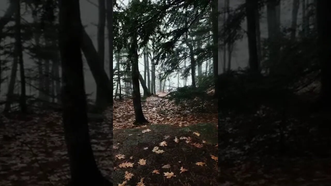 nature#nighter#relaxing#shorts