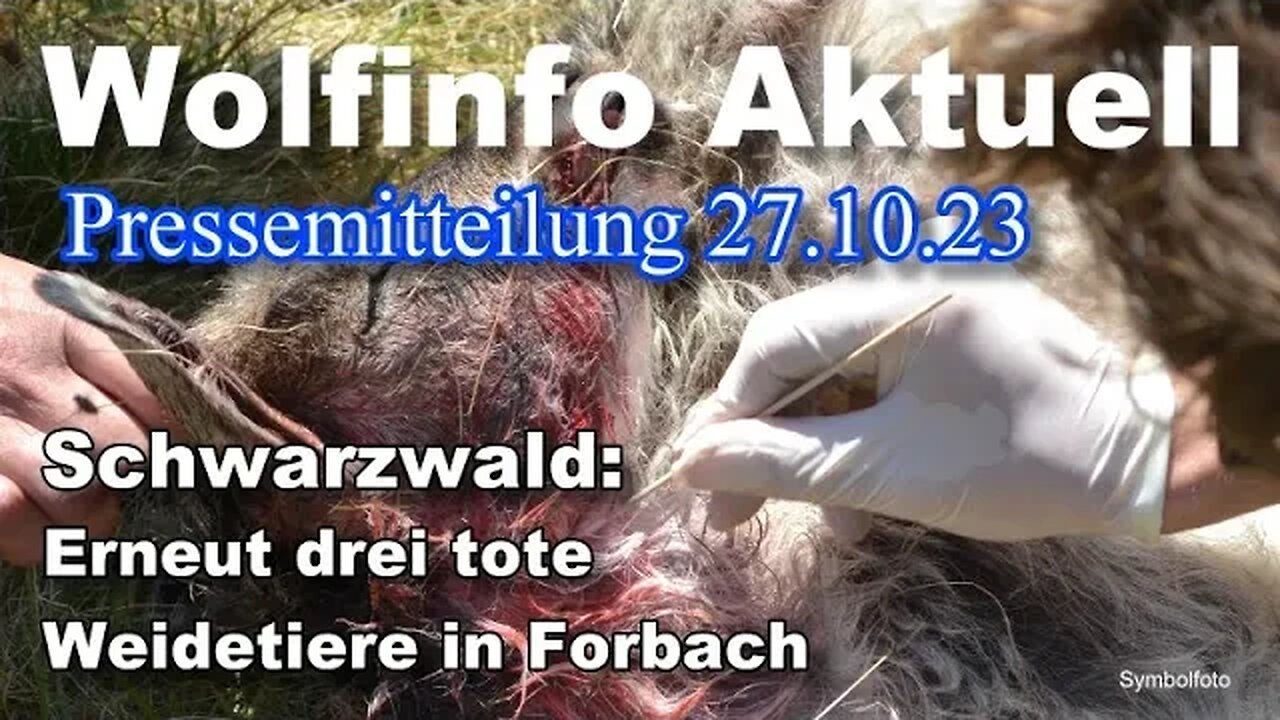 Pressemitteilung 27.10.2023 ( Drei tote Ziegen in Forbach BW)