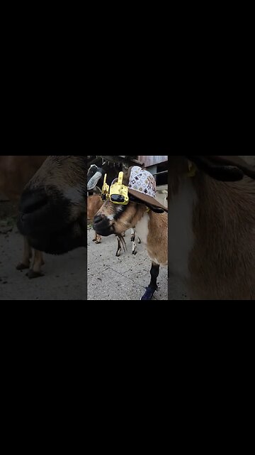 The coolest goat in the world 😎
