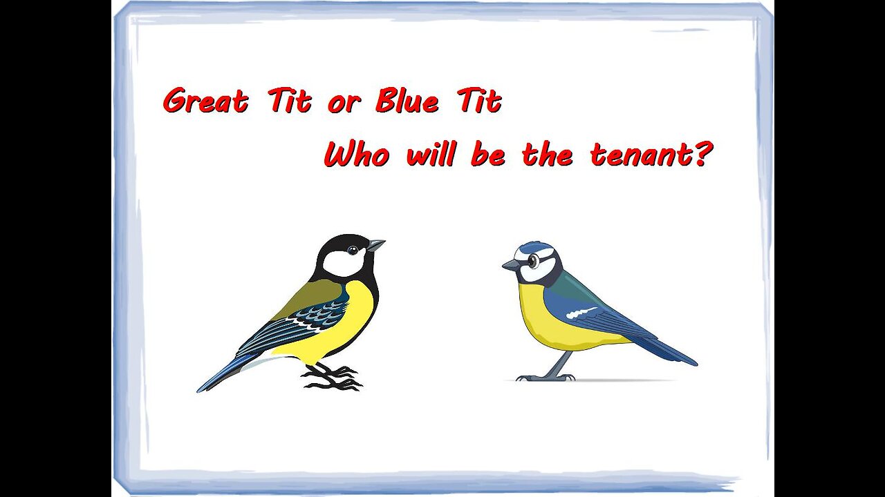 Great or Blue Tit, which's gonna be the tennant?