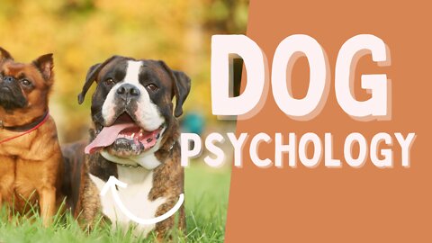 DOG PSYCHOLOGY - 5 THINGS YOU NEED TO KNOW