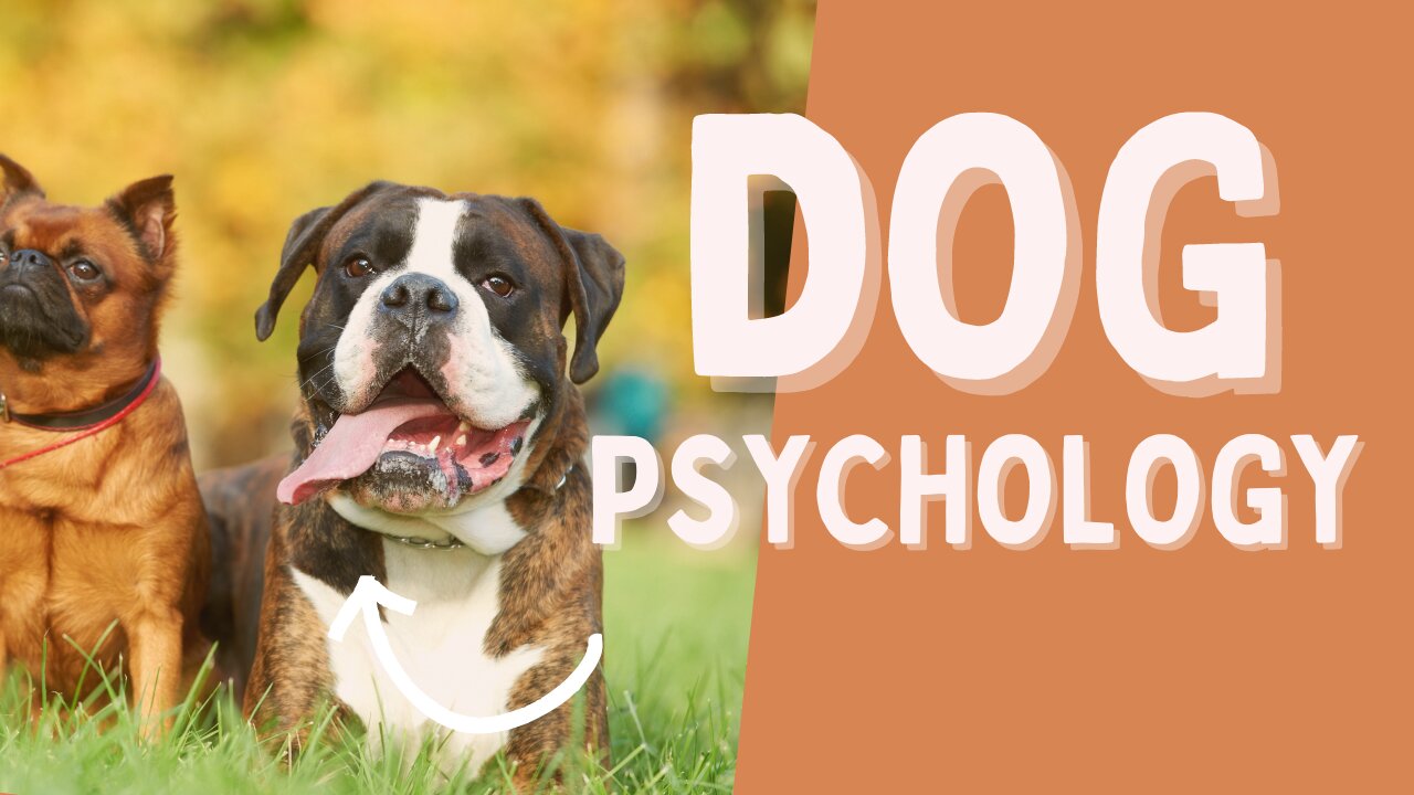 DOG PSYCHOLOGY - 5 THINGS YOU NEED TO KNOW