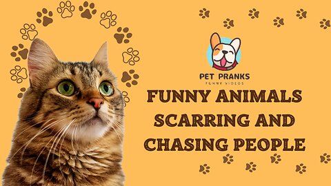 Pet Pranks - Funny Animals Scarring And Chasing People