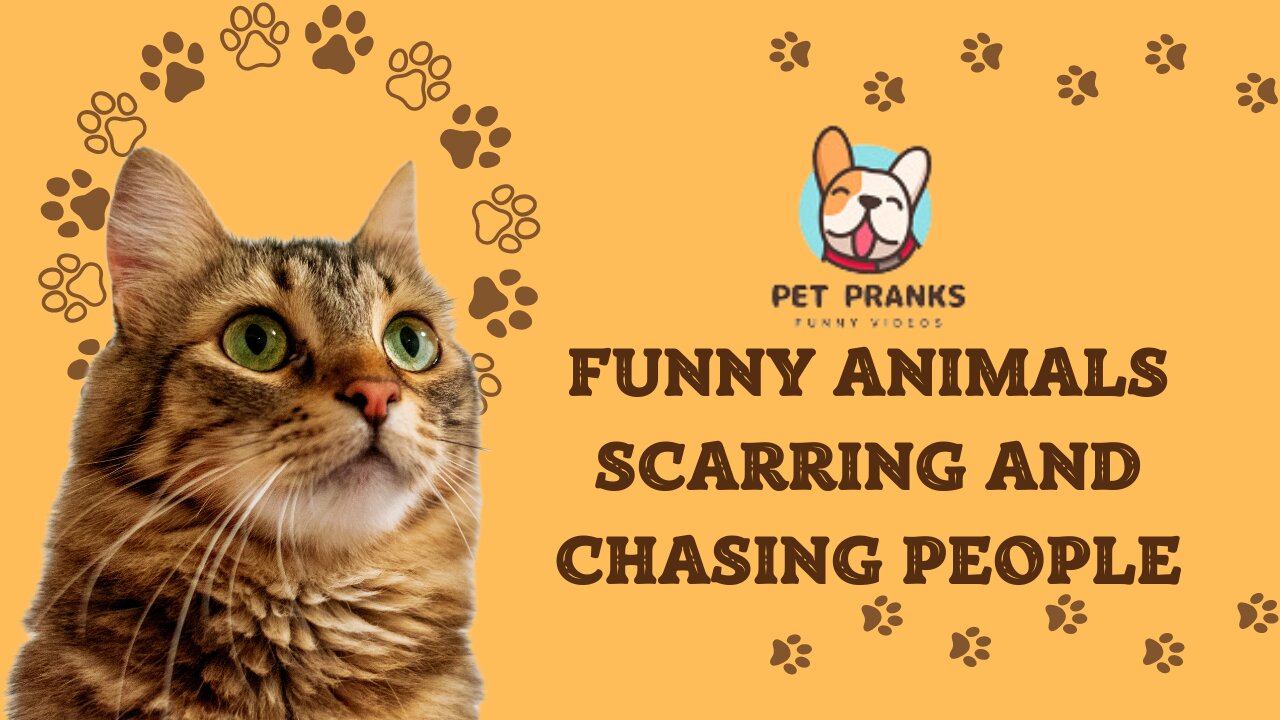 Pet Pranks - Funny Animals Scarring And Chasing People