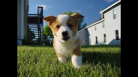 These Hilarious Slow-Mo Corgi Puppies Will Make You Laugh & Smile!