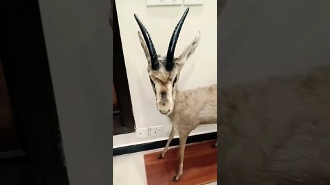 🦌