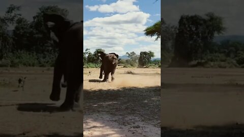 Elephant fight video shorts,animal funny Video clips, new African animal Video #r150shorts #animals