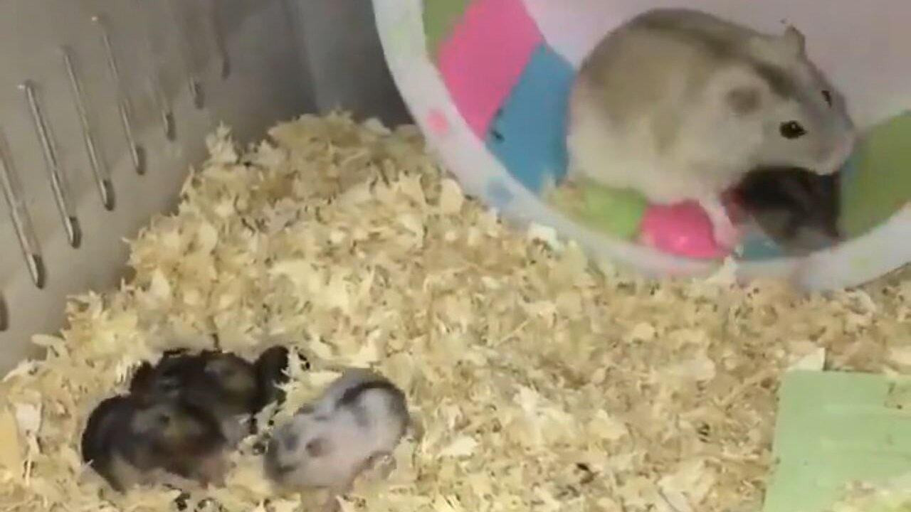 Hamsters Are Wild