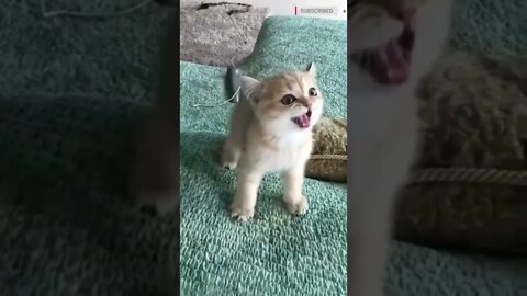 funny cat videos | cute cat videos| cute animals funny cats #shorts #shortsfunny #cutecat #funnycat