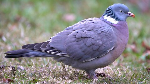 My First Encounter with the Elusive Common Wood Pigeons