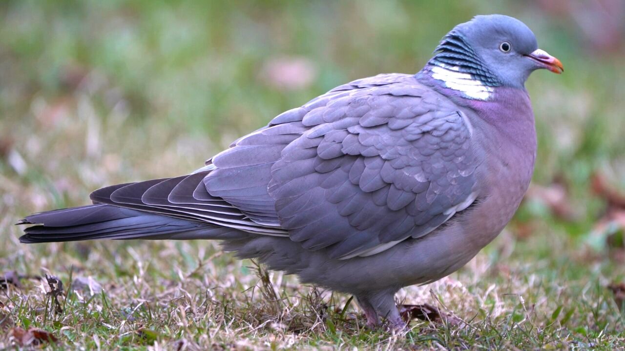 My First Encounter with the Elusive Common Wood Pigeons