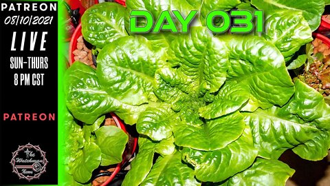 The Watchman News - Day 031 Garden VLOG - Apartment Size Indoor Economic Hybrid Hydroponic Gardening