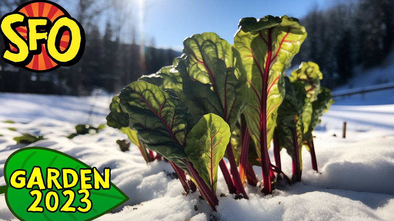 Swiss Chard Can Grow In SNOW! #garden