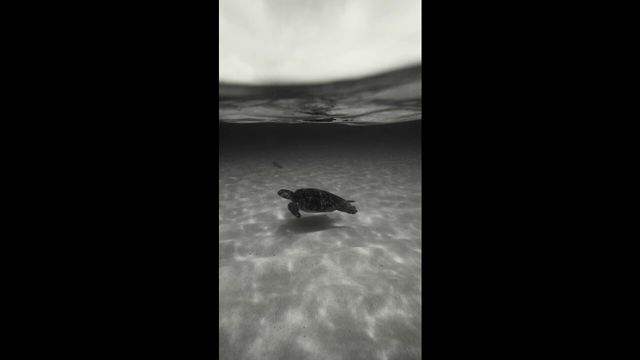 "Journey of the Ocean Wanderer: The Life of a Sea Turtle"