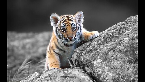 Tiger cub in lazy mood | play with baby tiger