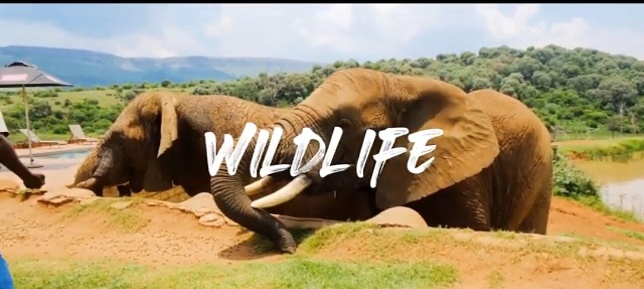 Wild animals video with calm music