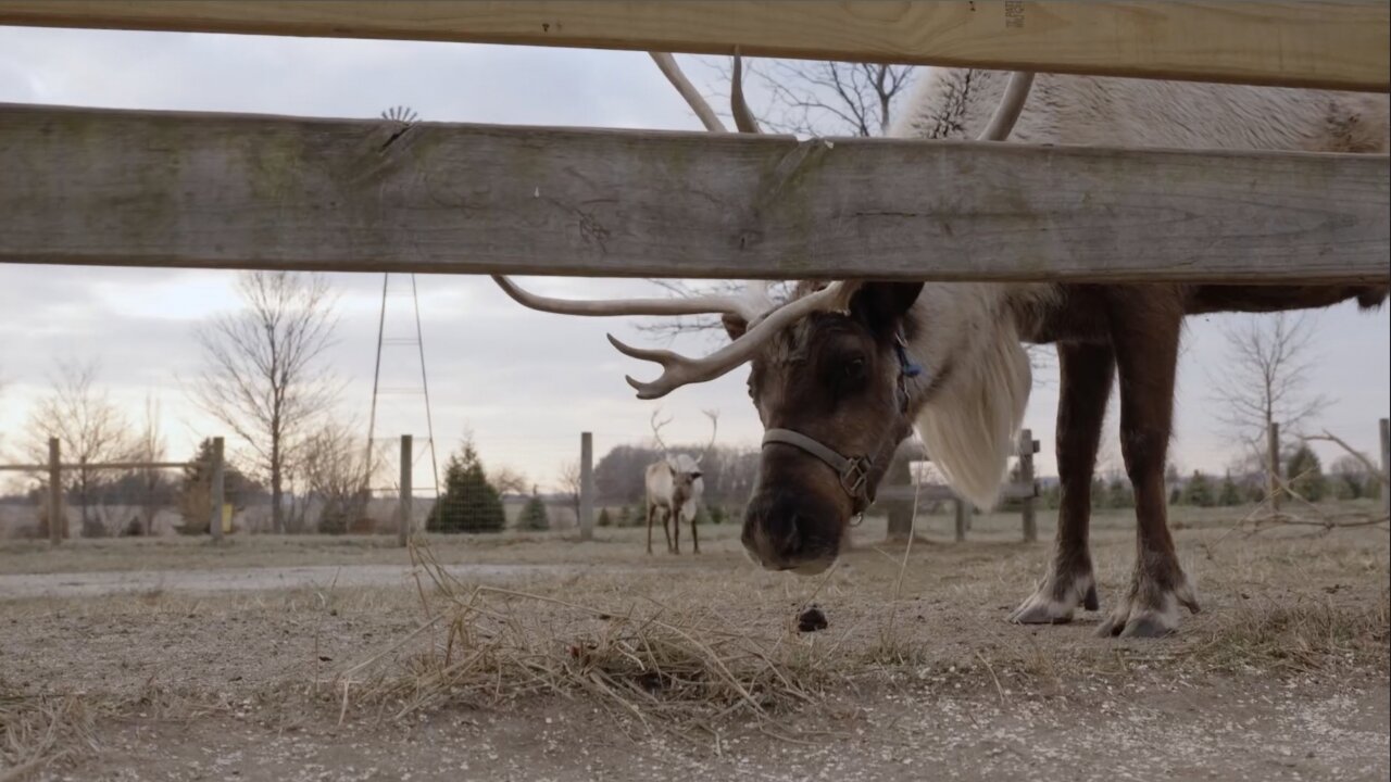 Reindeer Ranch Offers Real-Life Comet, Blitzen and Vixen