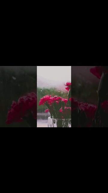 Relaxing Rain Sounds | #shorts