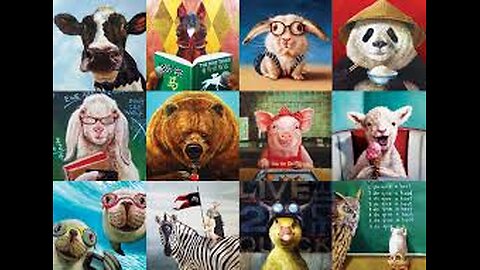 Funny Animal videos