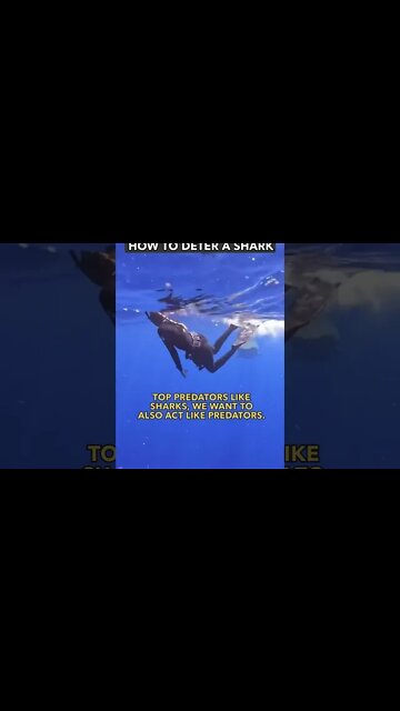 Safety diver explains how to deter a shark