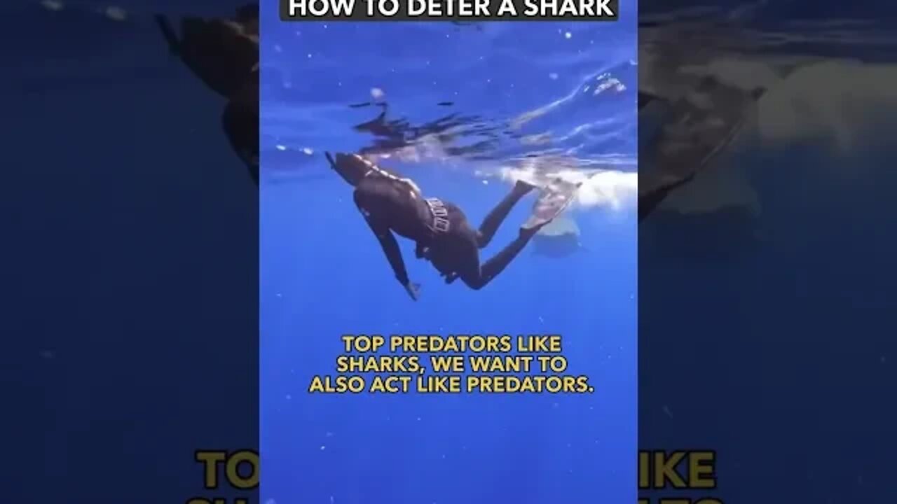 Safety diver explains how to deter a shark