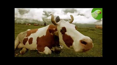 COW VIDEOS 🐄 COWS GRAZING IN A FIELD 🐄 COWS MOOING