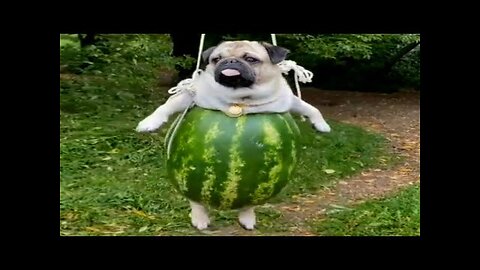 Super FUNNY DOG Videos from TikTok