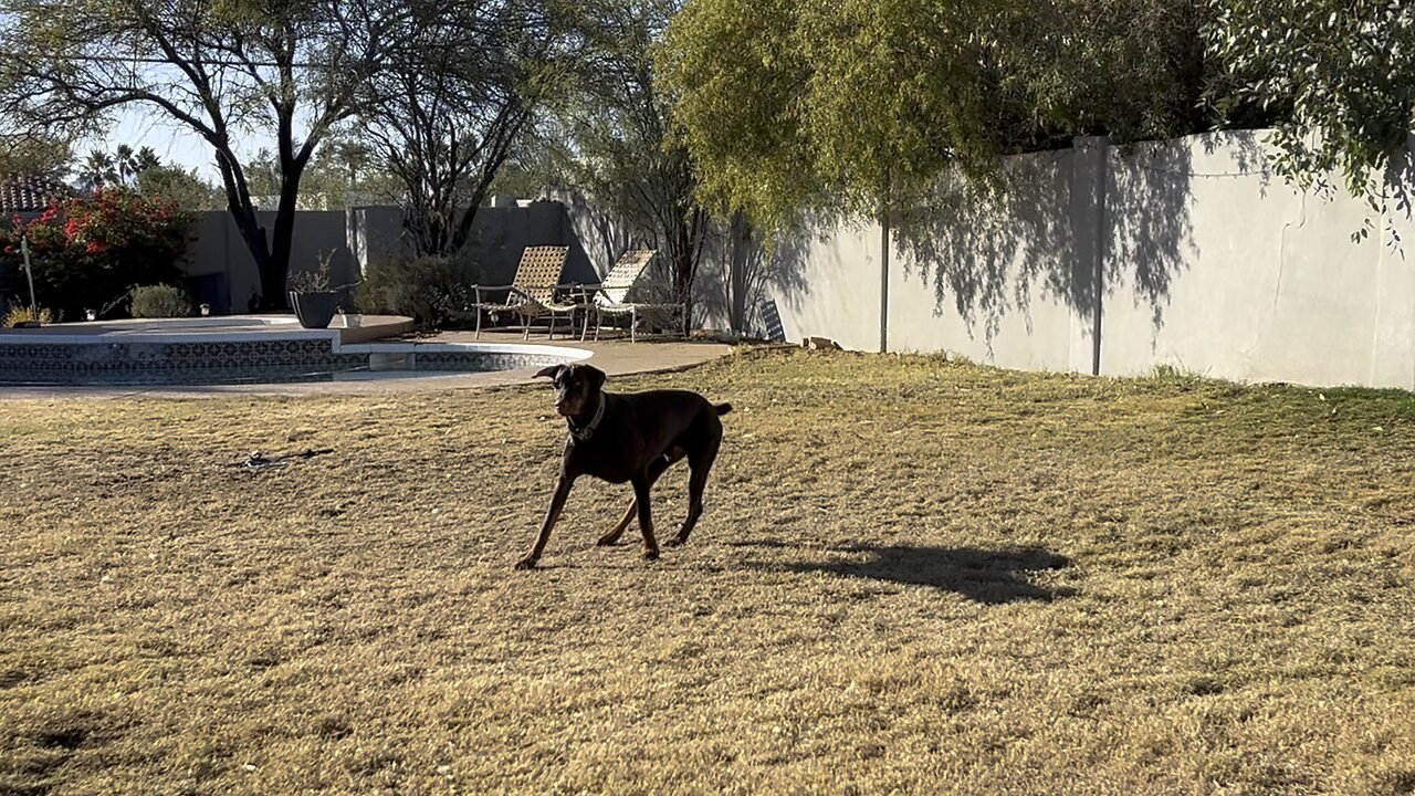 Charlie on the lookout